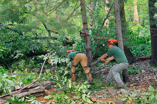 Best Tree Clearing Services  in California, MD